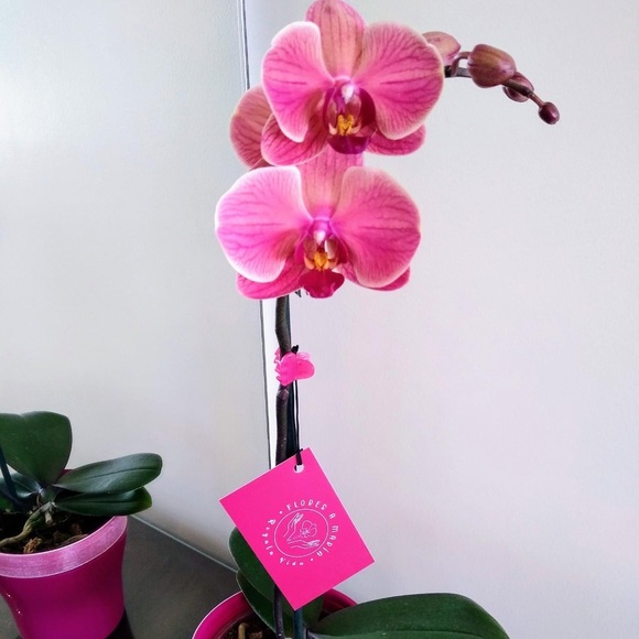 SALE‼️Sz 10 ANDIAMO BROCADE SNAKE FABRIC BLACK & WHITE COAT. Australian Brand - Picture 6 of 7